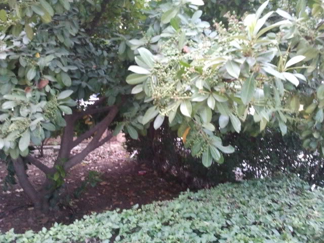 2011-05-11205637.jpg