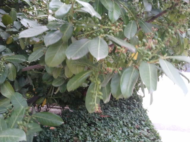 2011-05-11205704.jpg