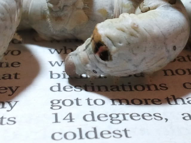 2011-05-15211102.jpg