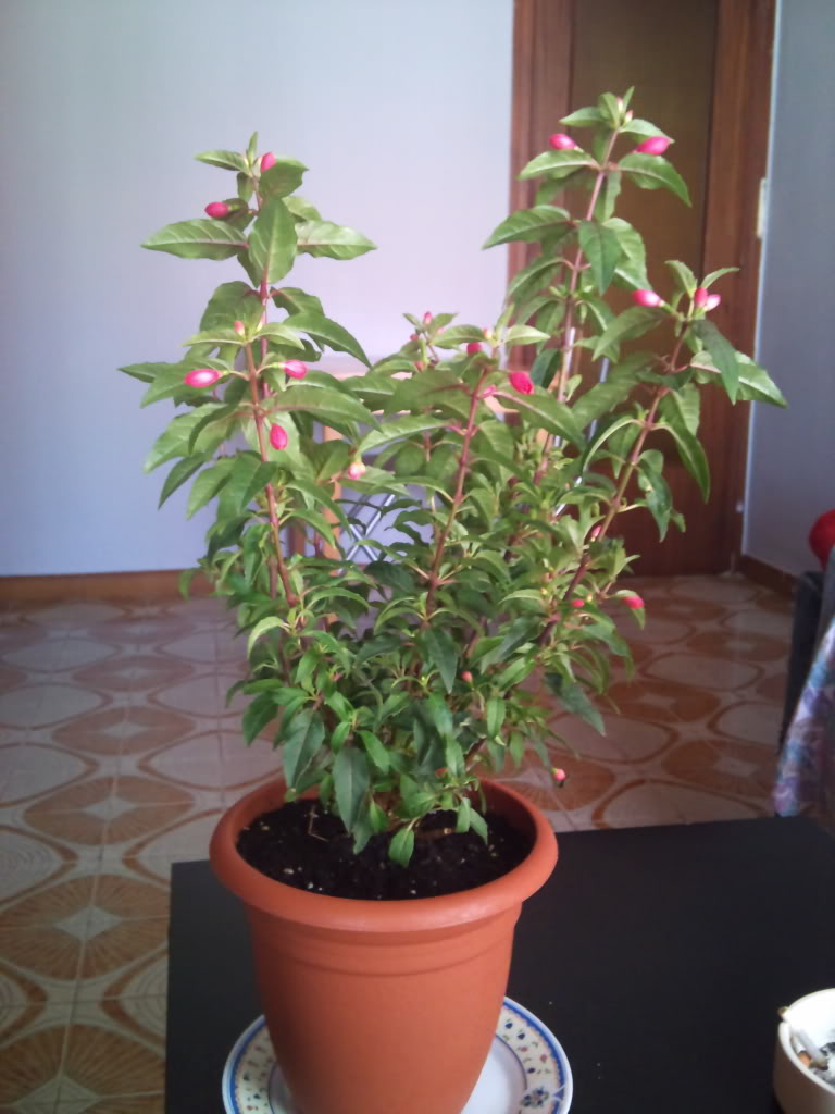 2011-05-18152410.jpg