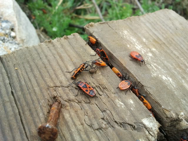 2011-05-27130935.jpg