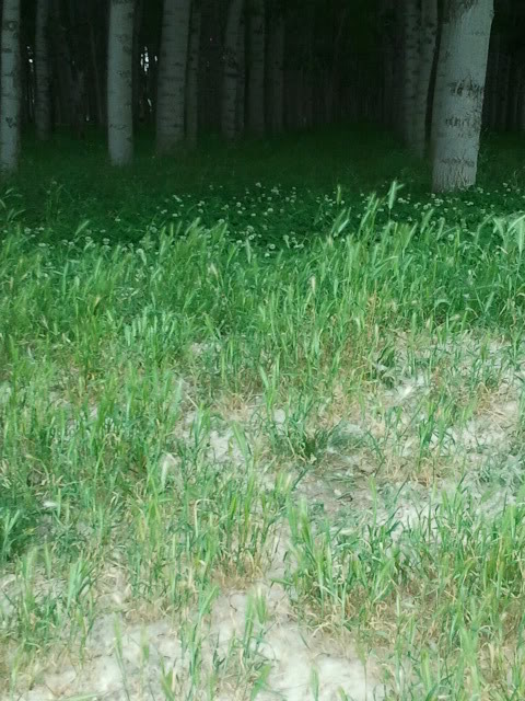 2011-06-01173042.jpg