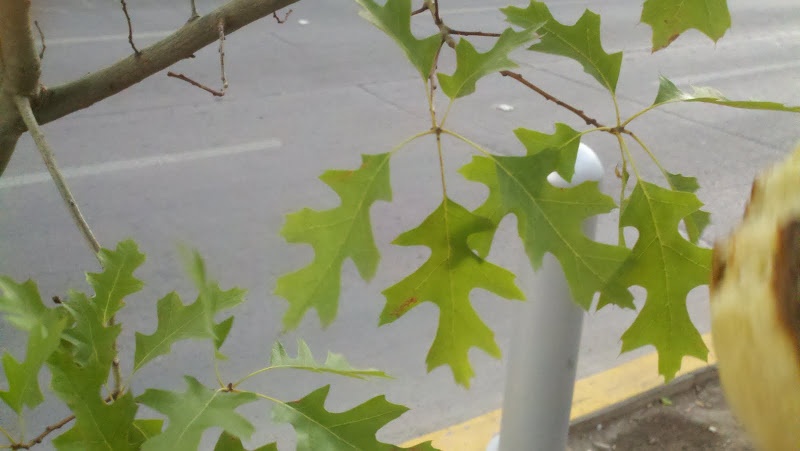2011-06-30_19-58-28_153.jpg
