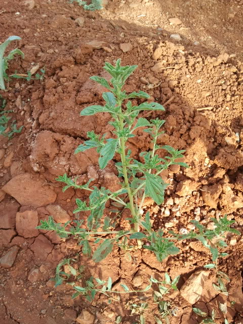 2011-08-12085158.jpg