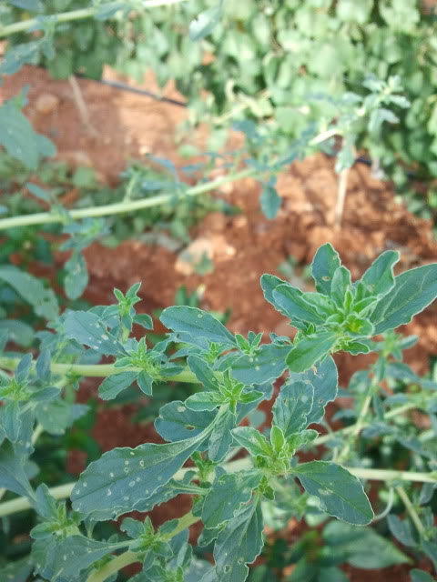 2011-08-12091727.jpg