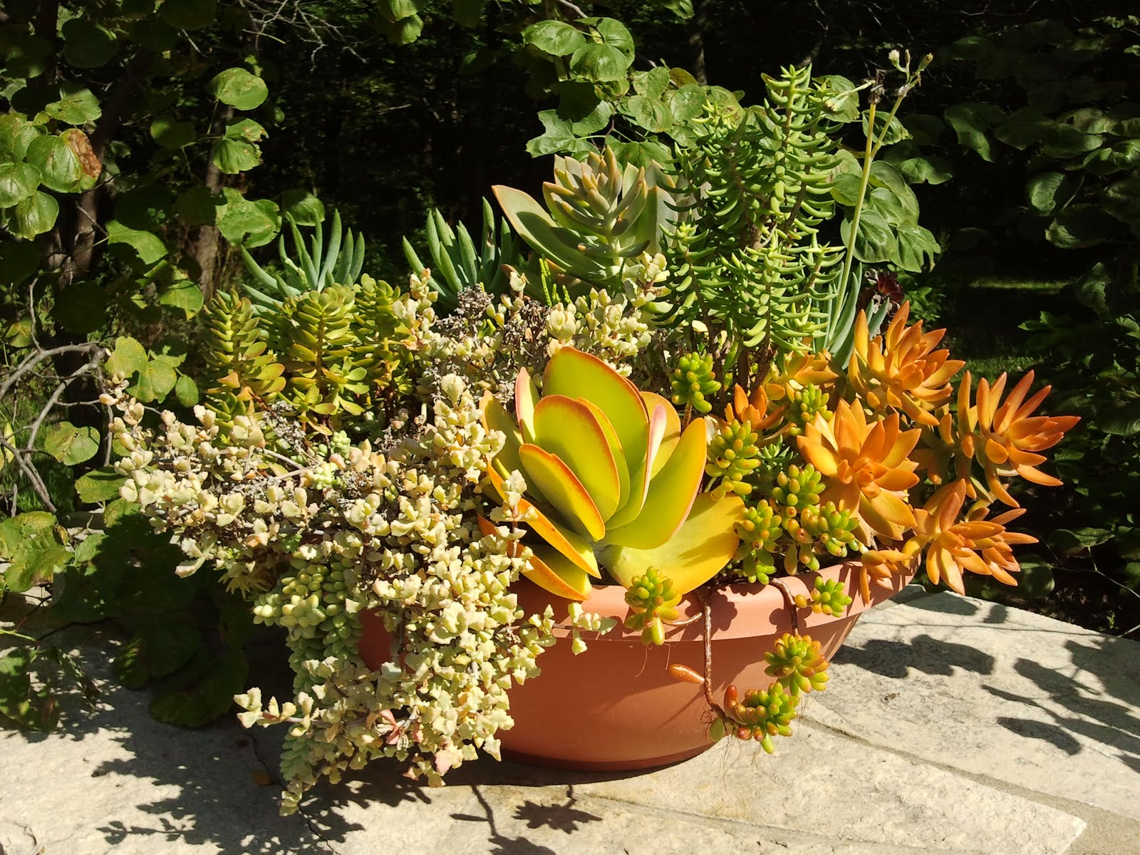 2011-08-26%2BSucculents%2Bin%2Bcontainer%2Bchapel.jpg