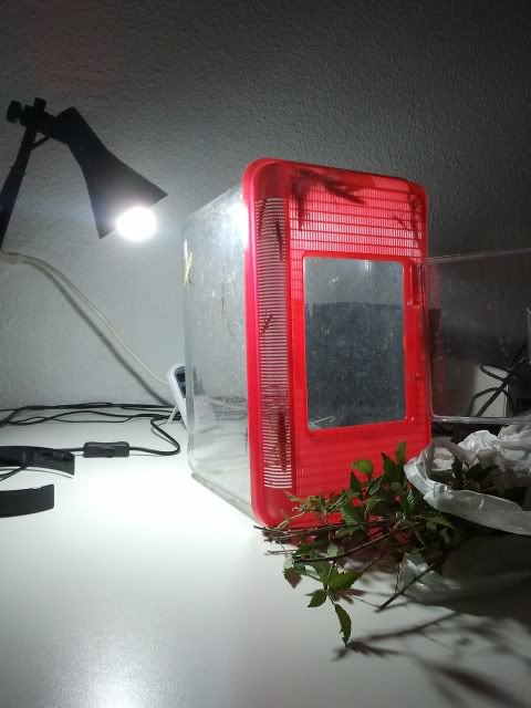 2011-08-29230107mini.jpg