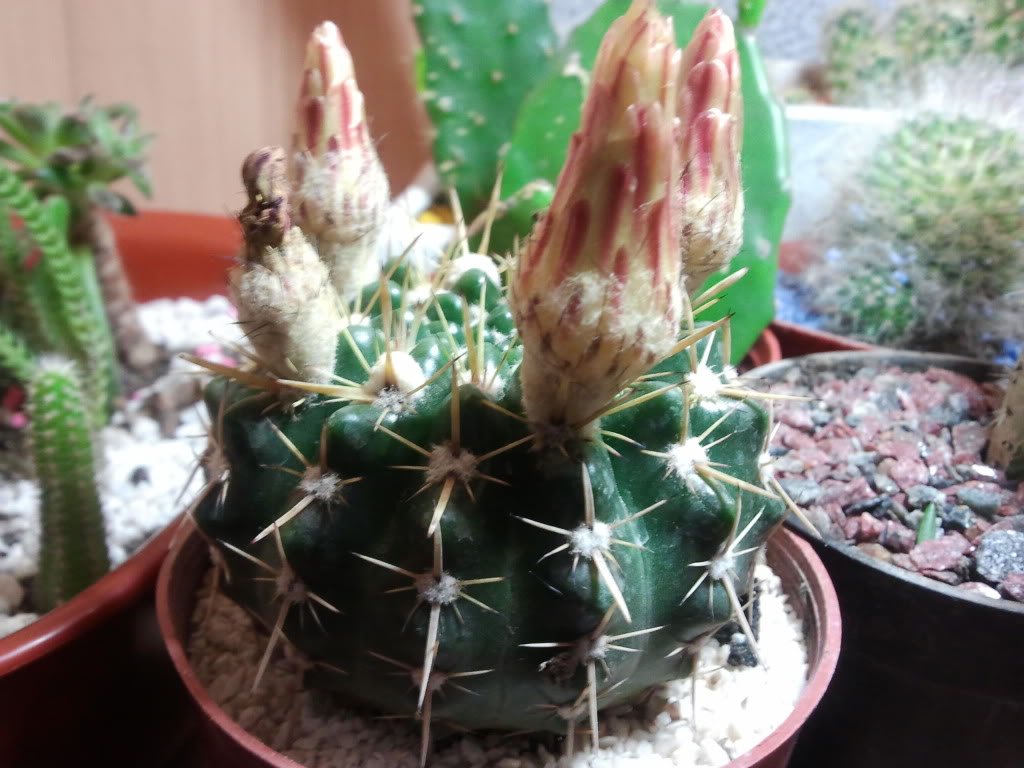 2011-11-06000206.jpg