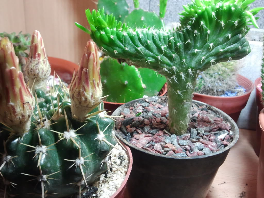 2011-11-06000321.jpg