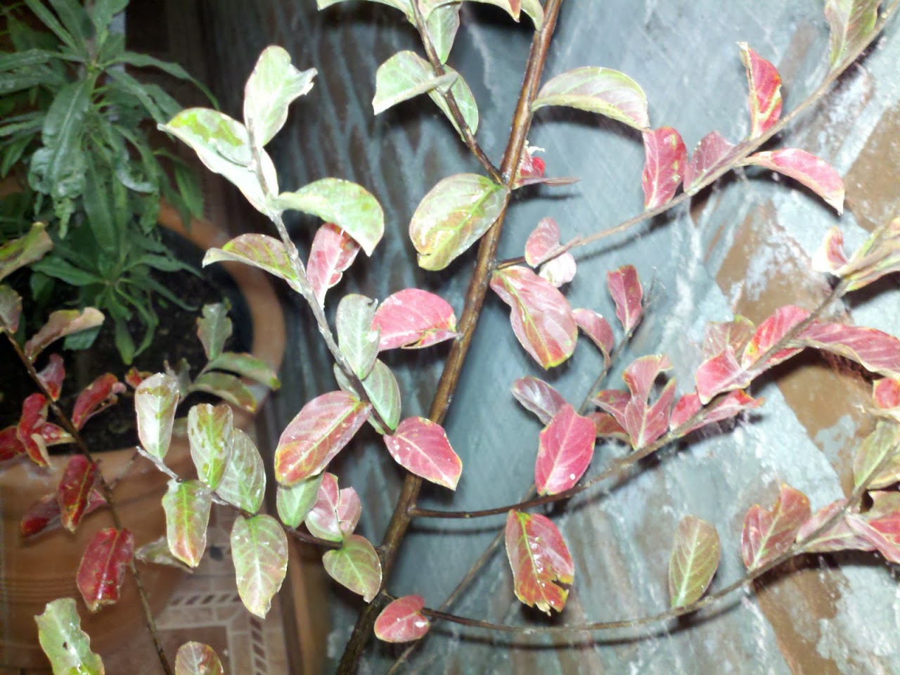 2011-11-19_21-41-43_437.jpg