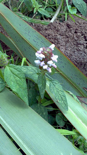 2011-12-14_09-21-34_656.jpg