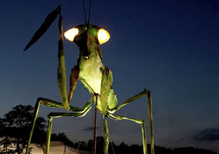 2011050711insecto_port.jpg