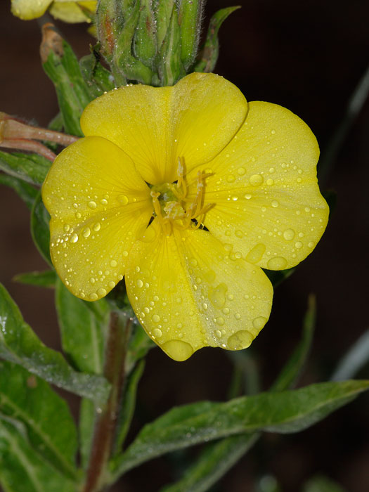 20110610_oenothera_biennis_01.jpg