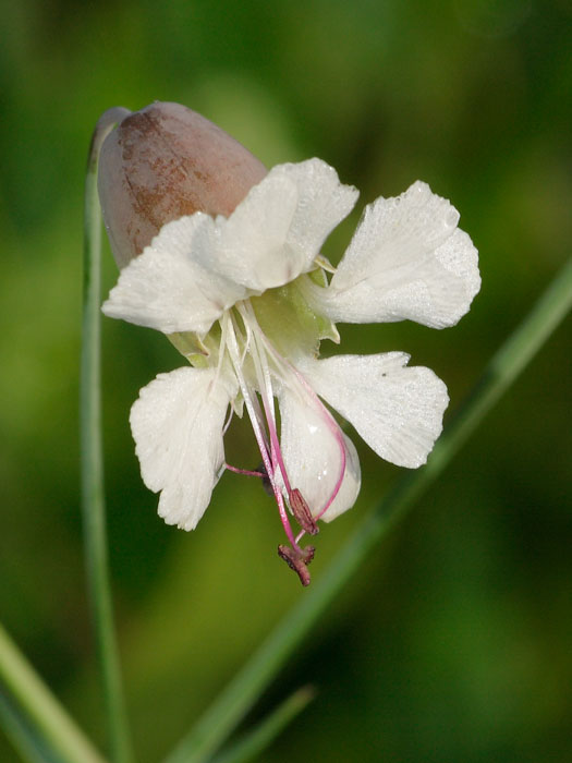 20110610_silene_vulgaris_01.jpg