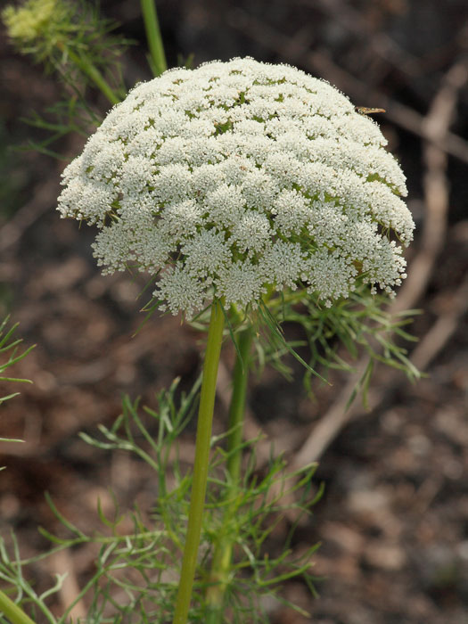 20110623_ammi_visnaga_01.jpg