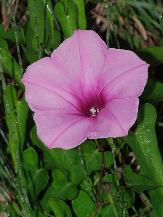 20110627_ipomoea_sagittata_01.jpg