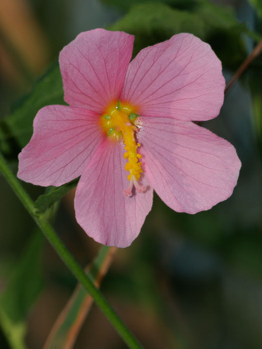 20110627_kosteletzkya_pentacarpos_01.jpg