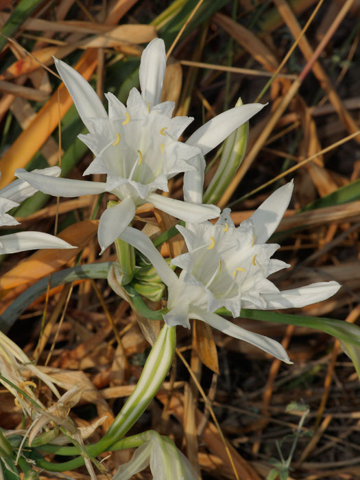 20110627_pancratium_maritimum_01.jpg