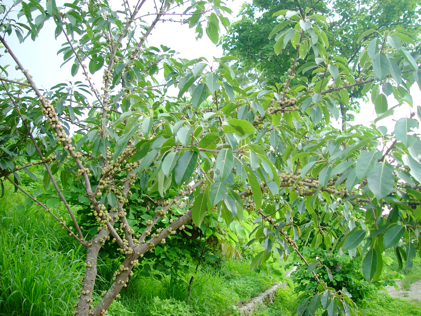 20110730122317_204862.jpg