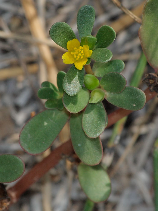 20110808_portulaca_oleracea_01.jpg