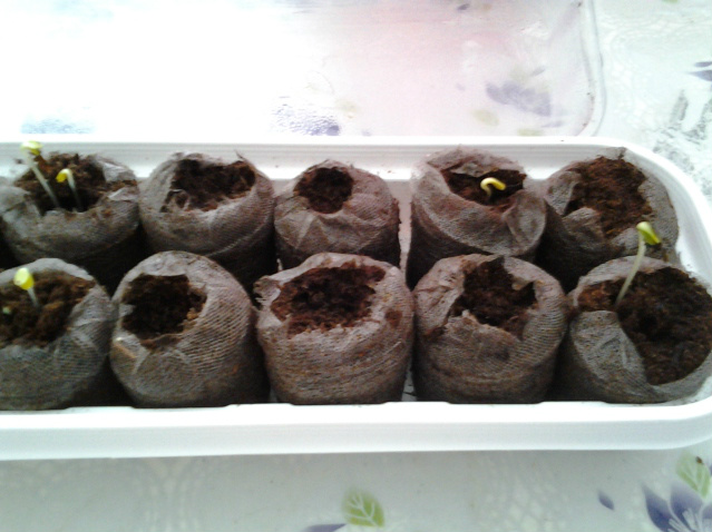 2012-02-02095439-1.jpg