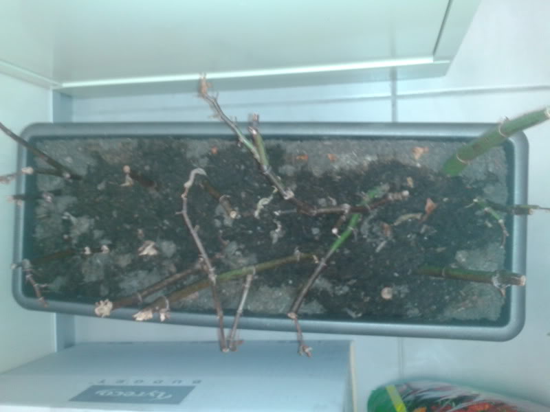 2012-02-27141750.jpg