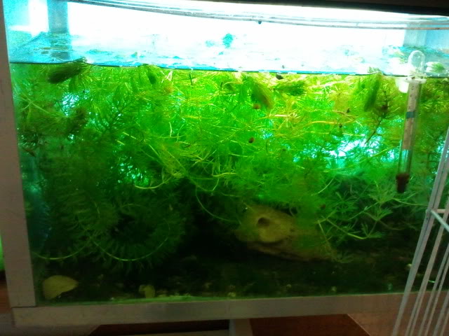 2012-03-24113200.jpg