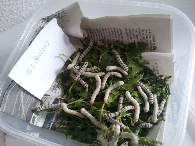 2012-04-27131434.jpg