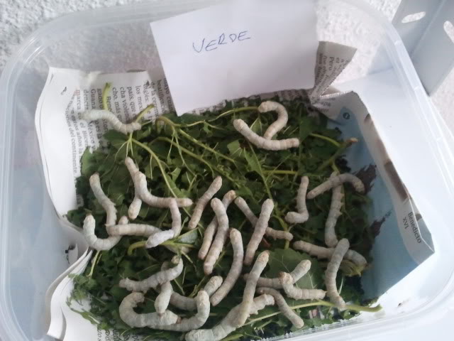 2012-04-27131512.jpg