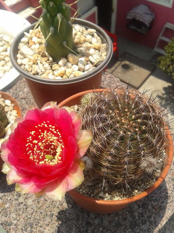 2012-05-06124326.jpg