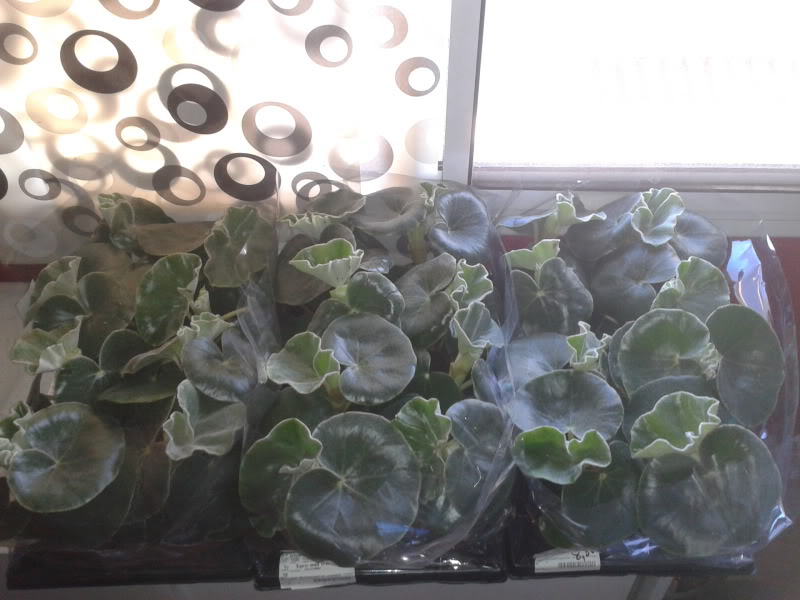 2012-05-10194227.jpg