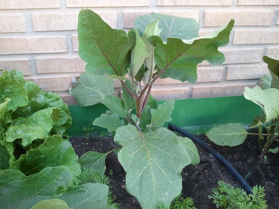 2012-06-01+08.15.46.jpg