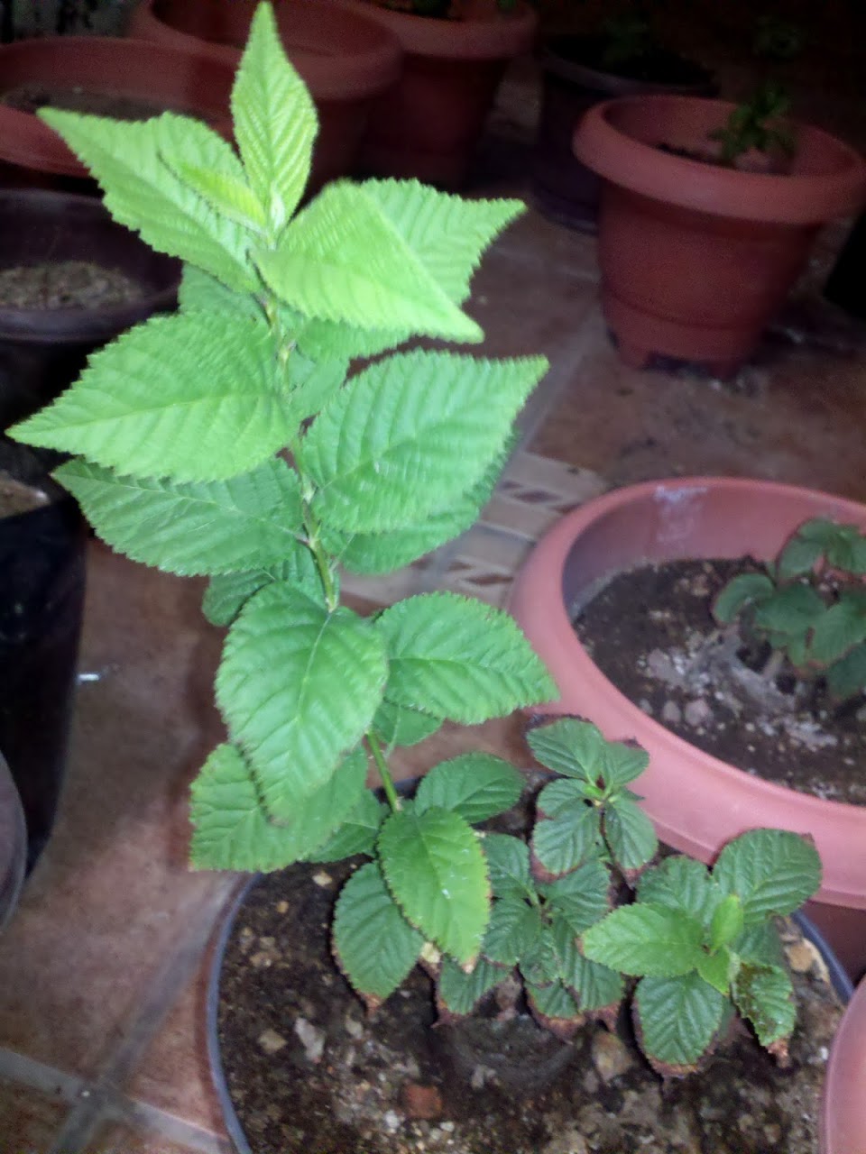 2012-06-18_00-16-54_927.jpg