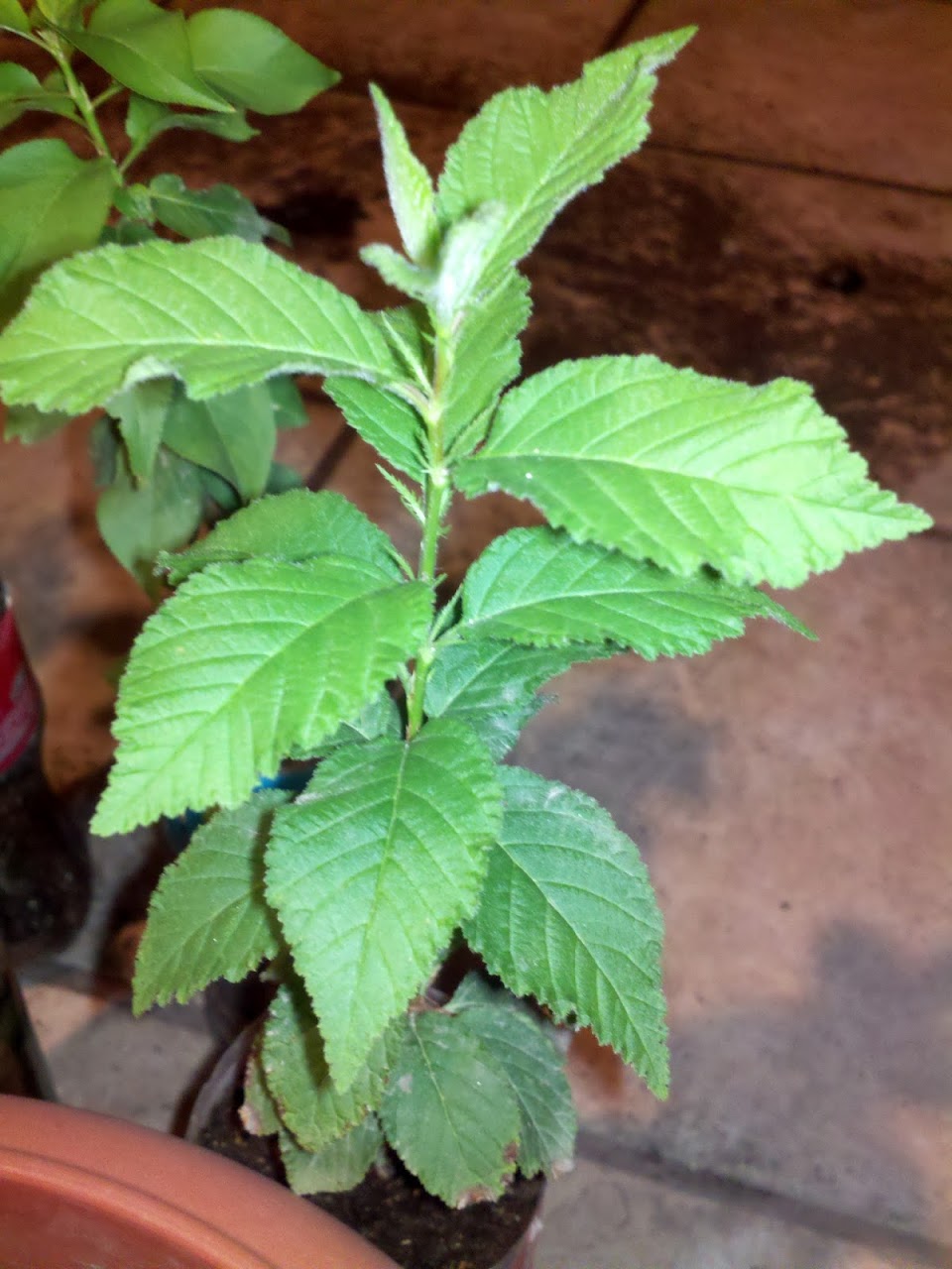 2012-06-26_00-35-39_173.jpg