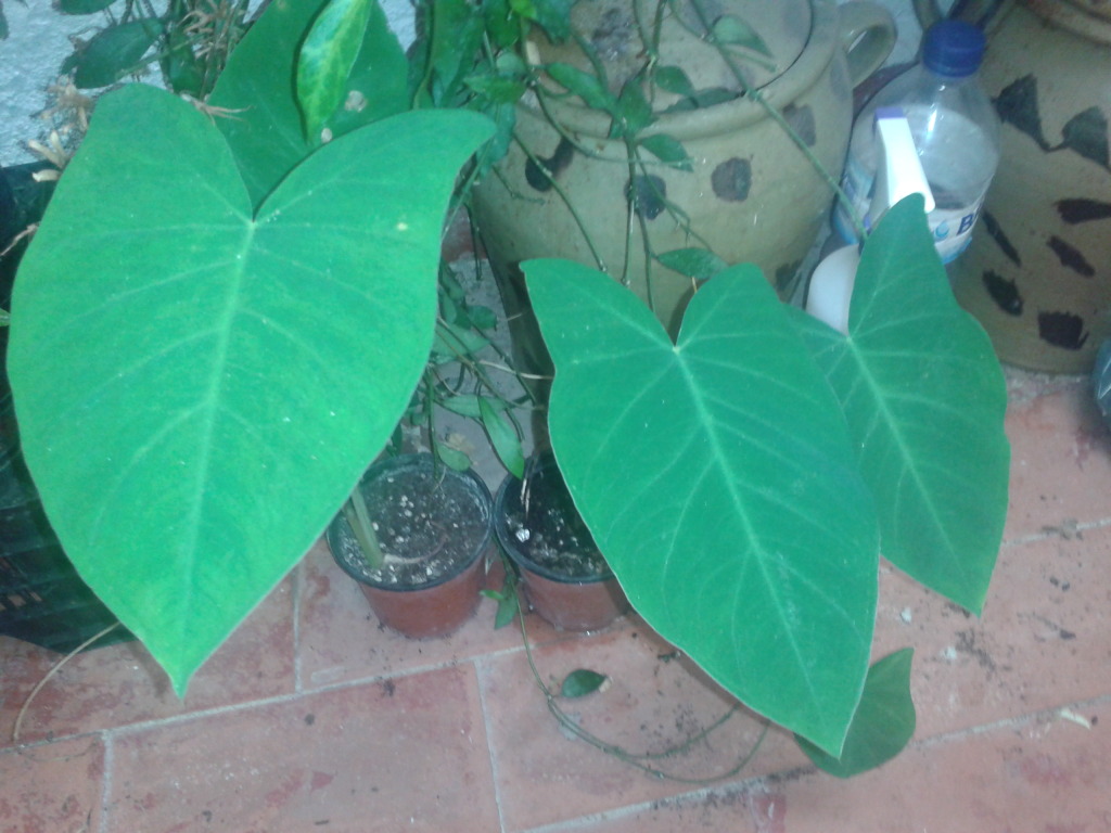 2012-07-26190607.jpg