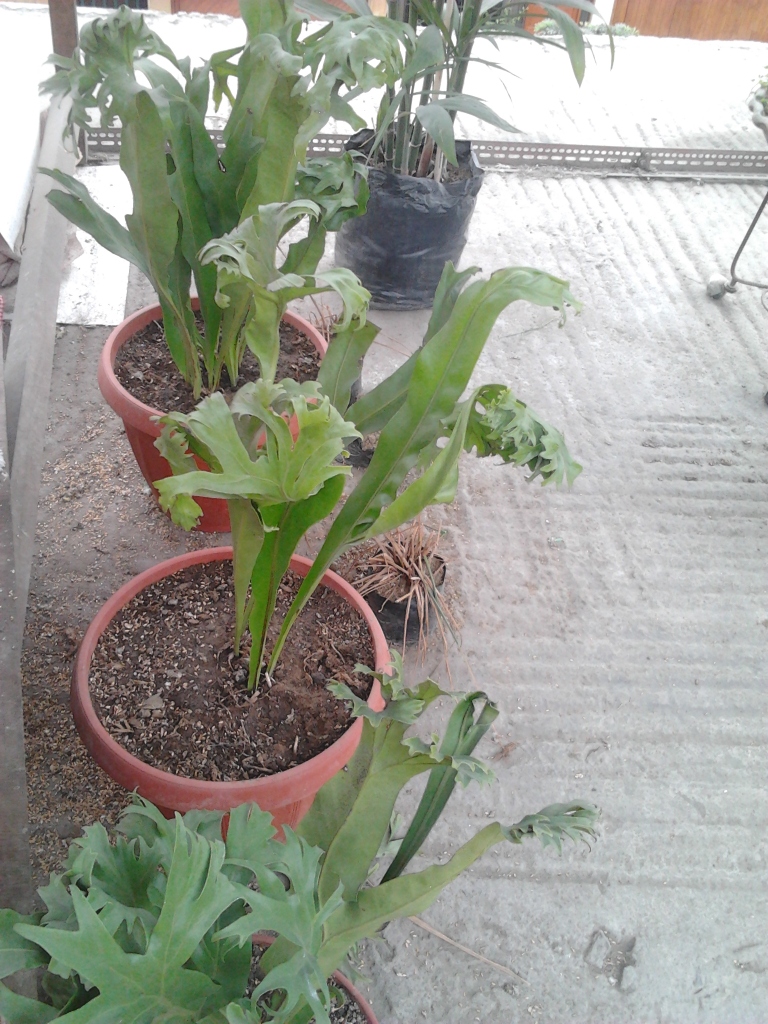 2012-08-01132355.jpg