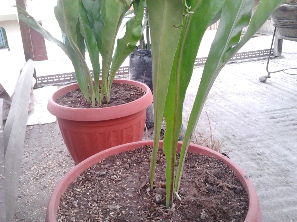2012-08-01132410.jpg