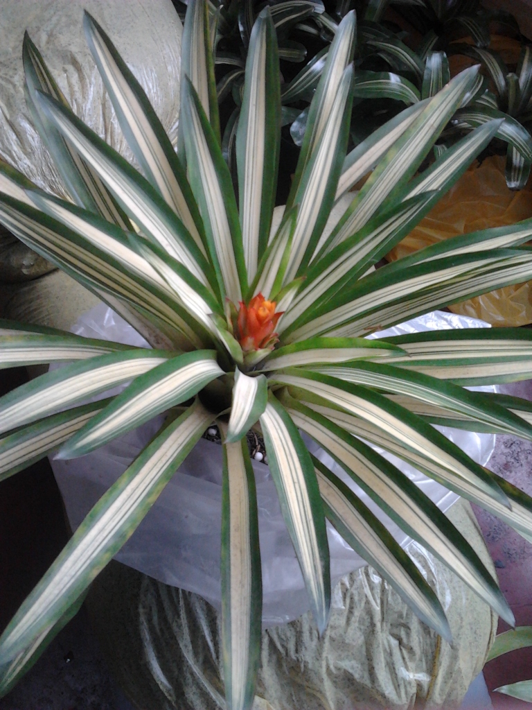 2012-08-01133006.jpg