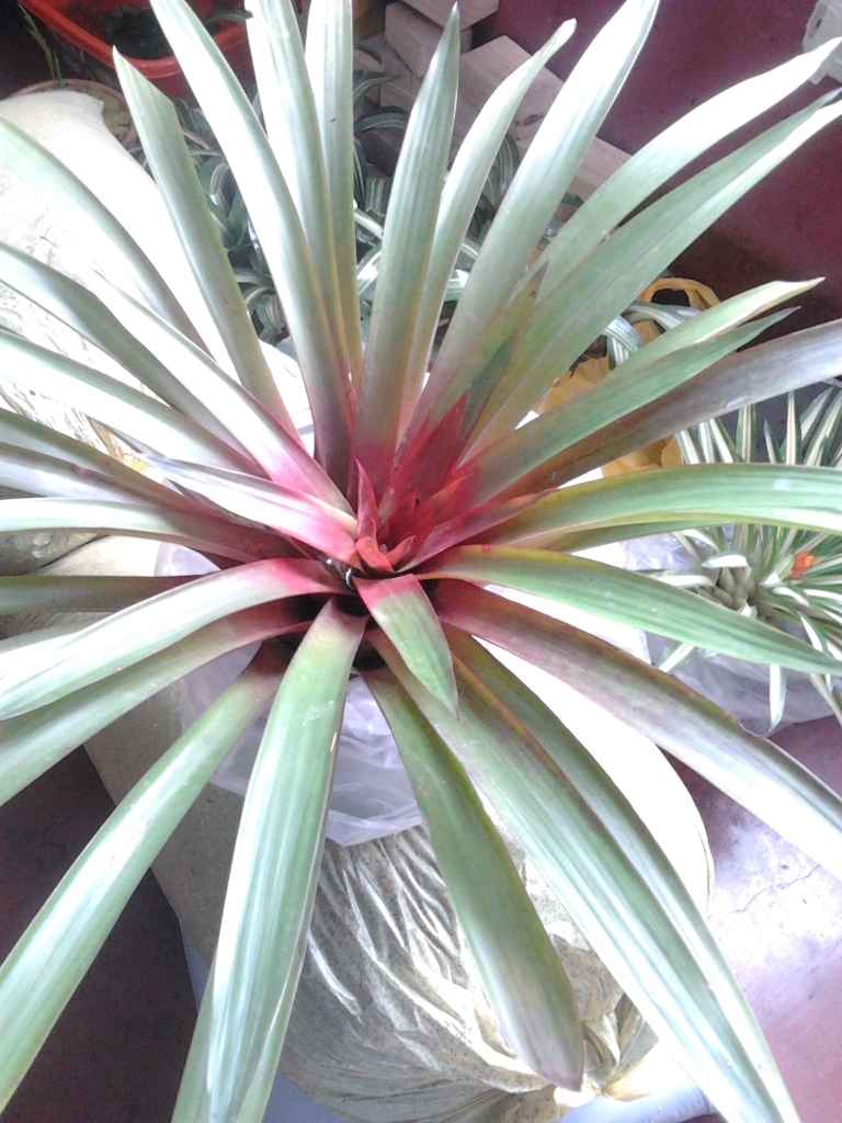 2012-08-01133104.jpg