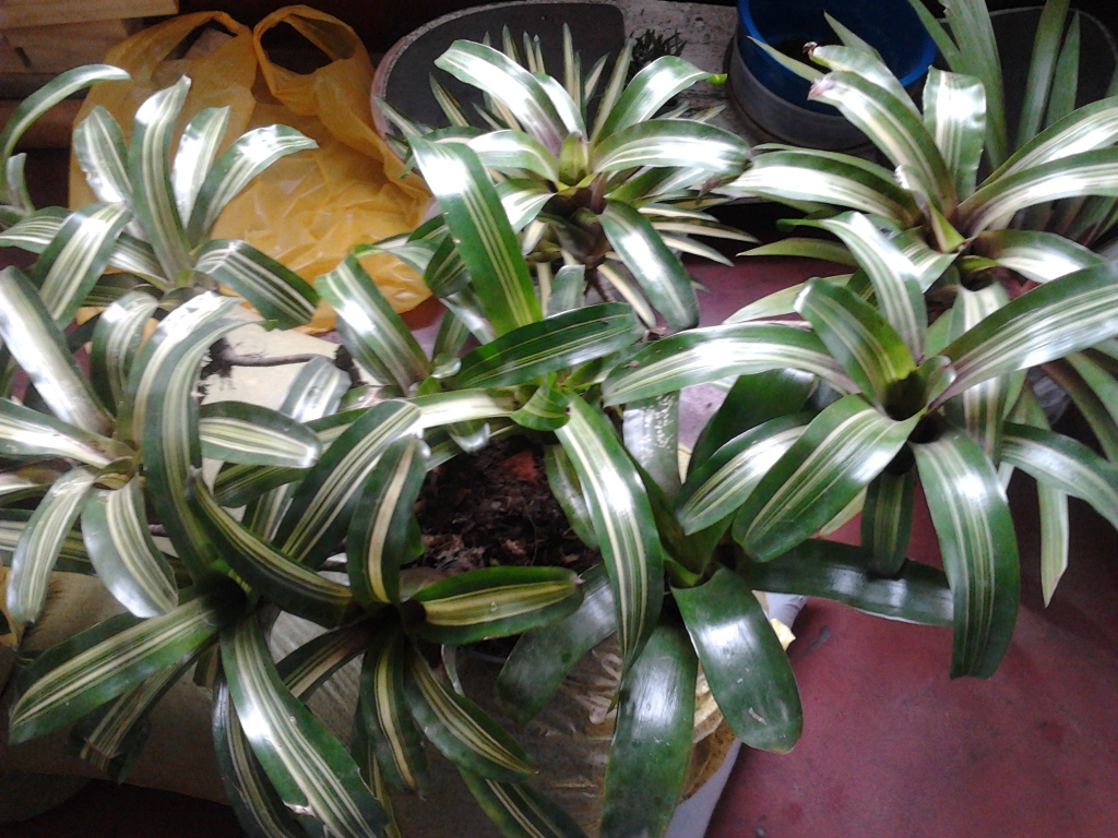2012-08-01133130.jpg
