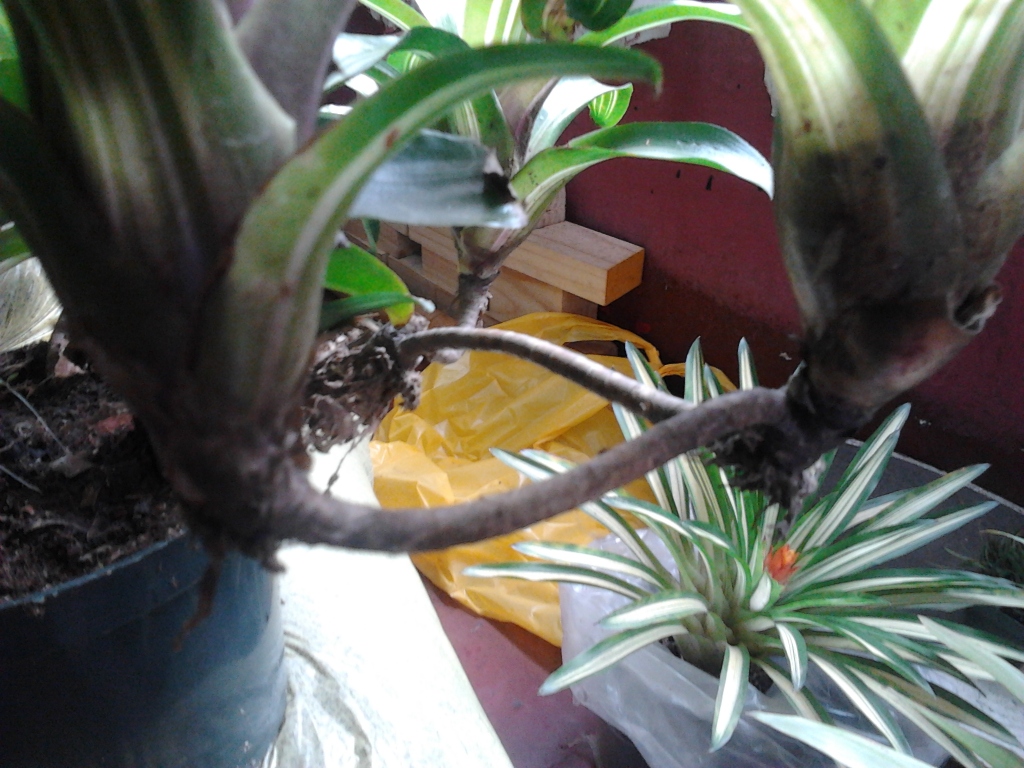 2012-08-01133215.jpg