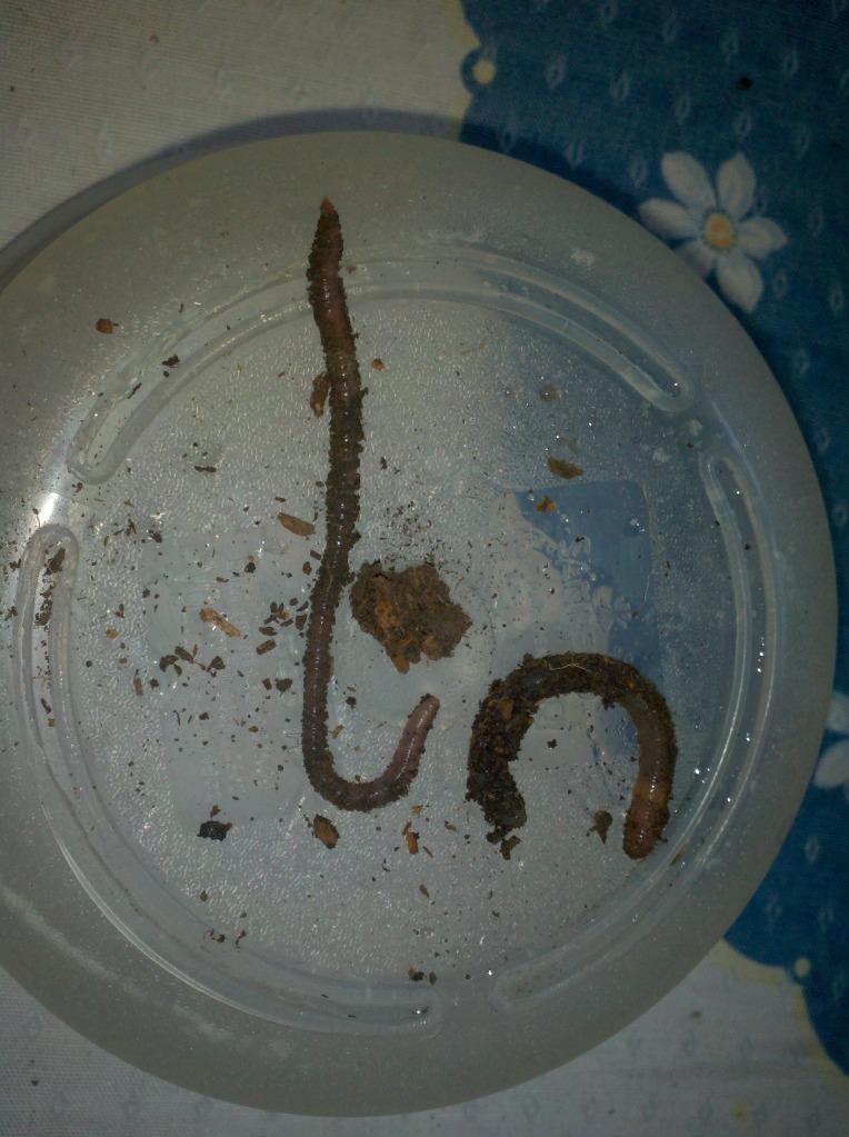 2012-08-01_15-52-28_734.jpg