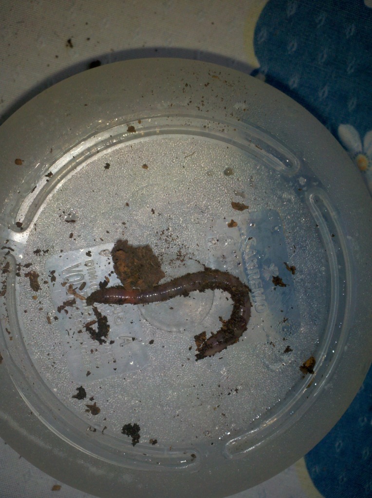 2012-08-01_15-53-23_140.jpg