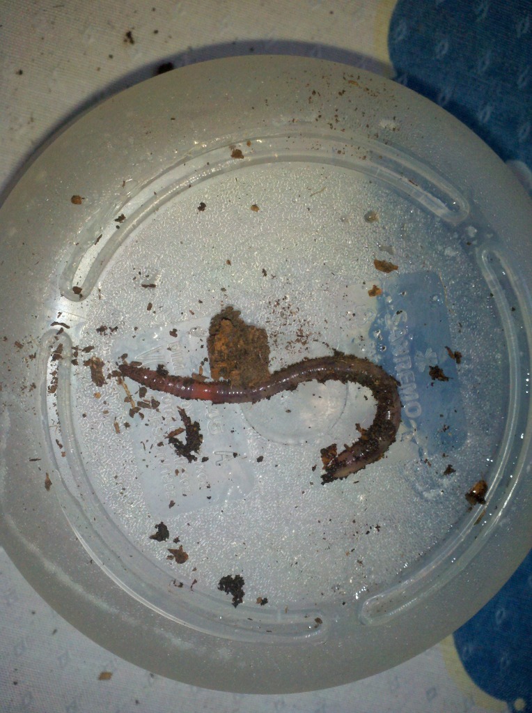 2012-08-01_15-53-28_12.jpg