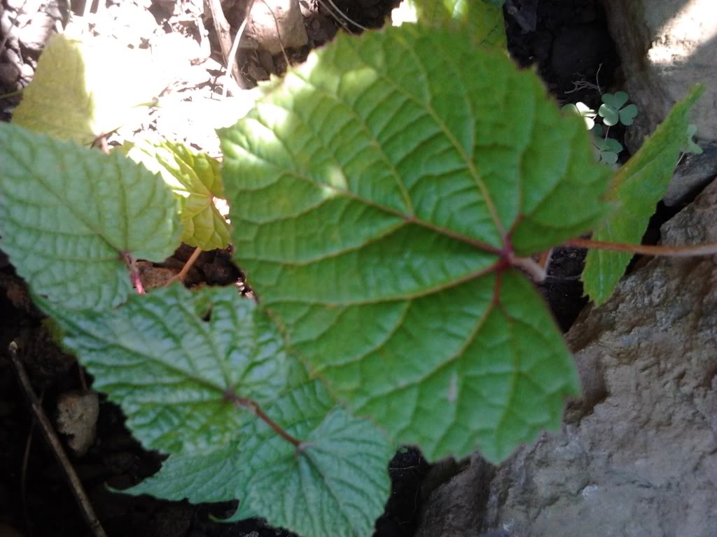 2012-10-071532271.jpg