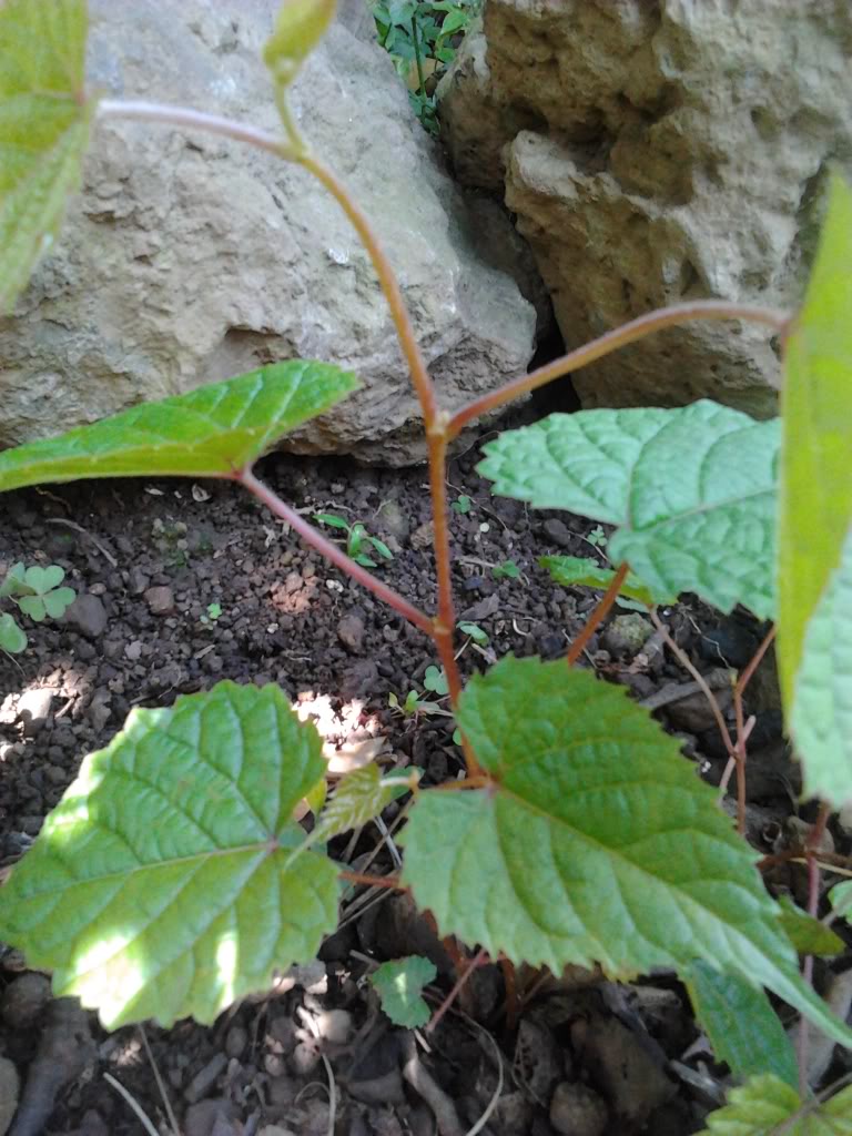 2012-10-07153237.jpg