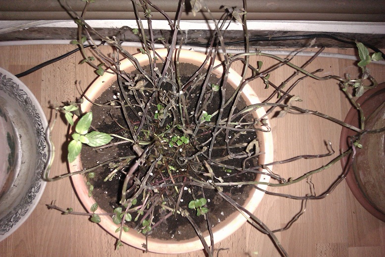 2012-10-23_19_25_46.jpg
