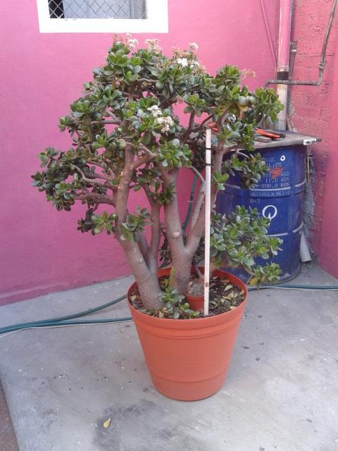 2012-11-17155647.jpg