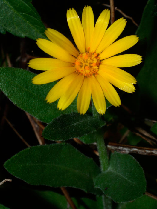 20120118_calendula_arvensis_01.jpg