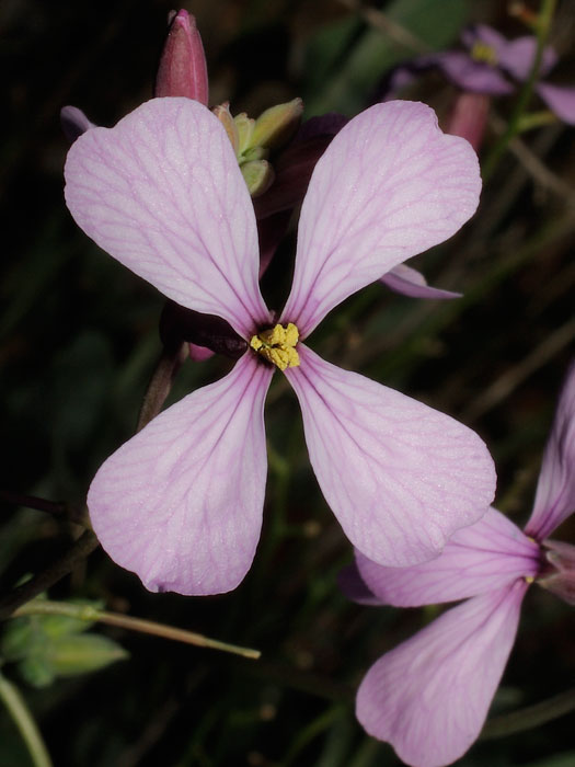 20120203_moricandia_arvensis_01.jpg
